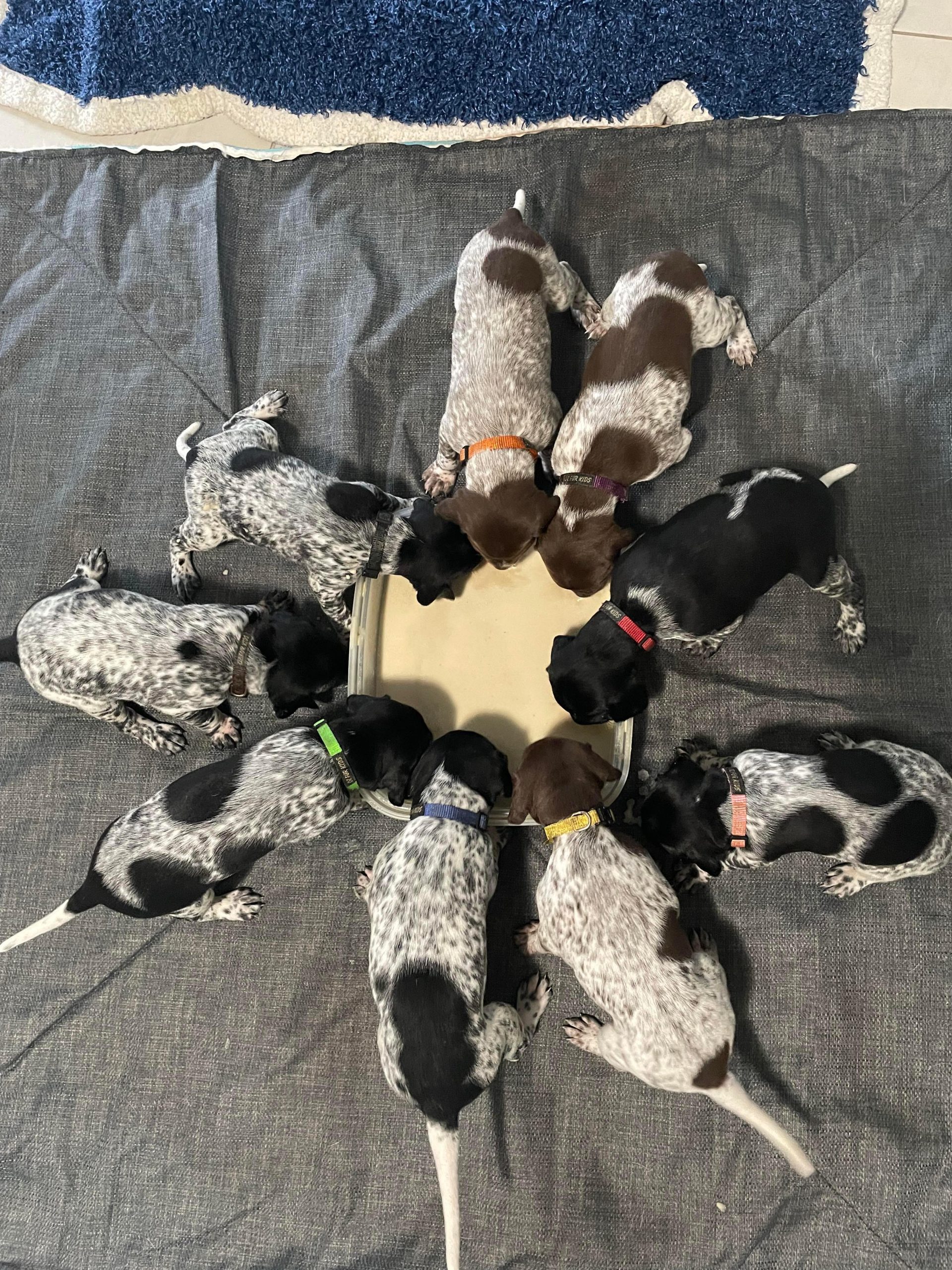 A litter of German Shorthaired Pointer puppies at Noble Kennels.