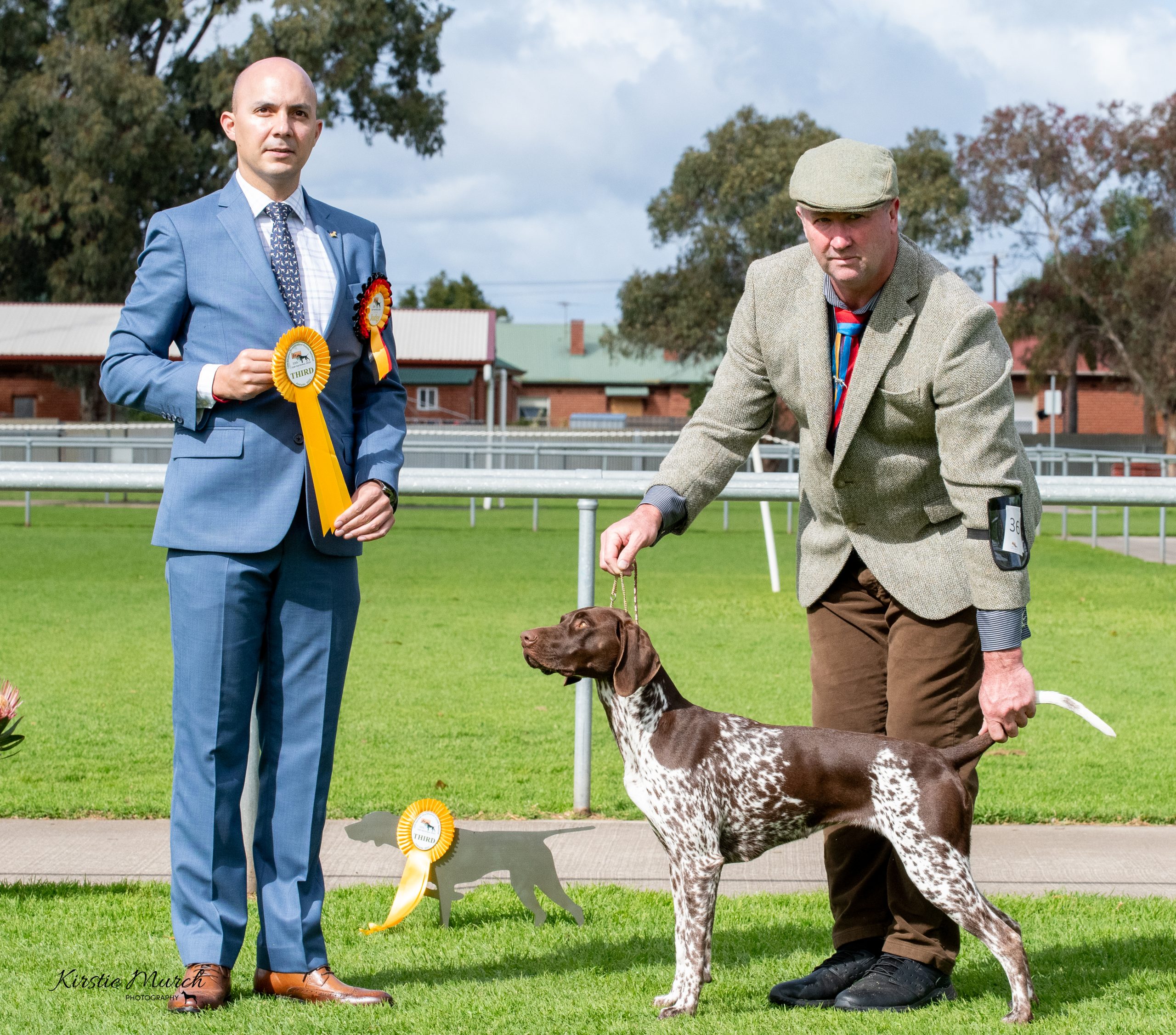 Honey, a liver and white German Shorthaired Pointer bitch, stacked for the show ring.