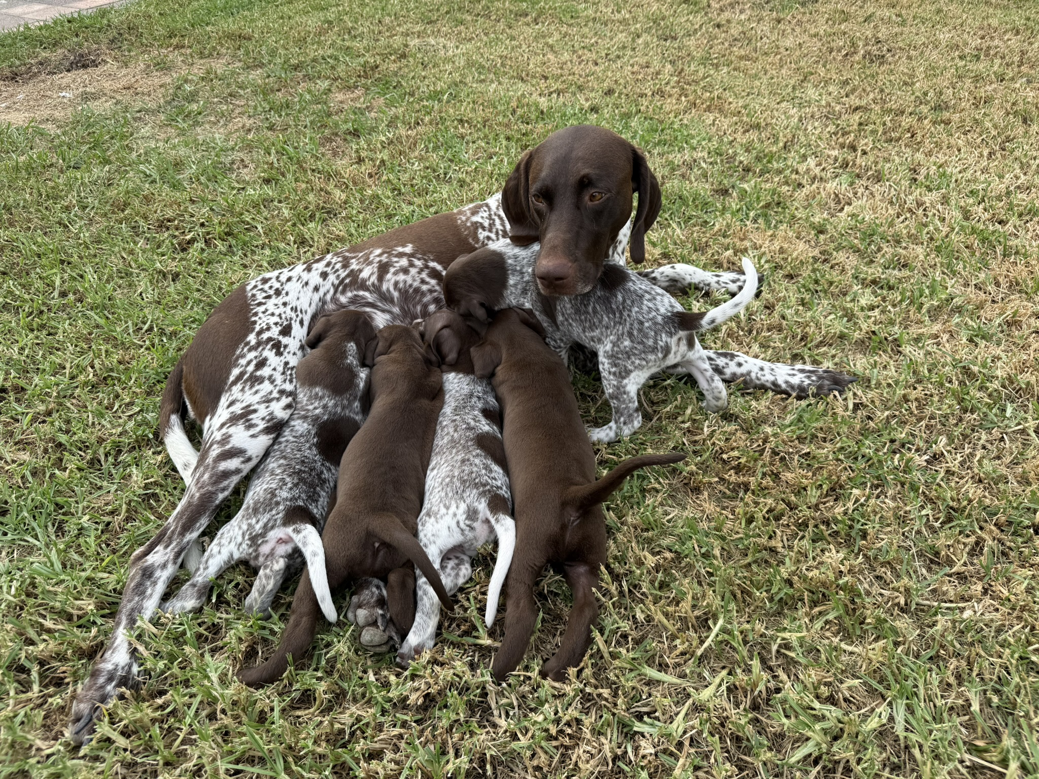 Noble Kennels dogs out together.