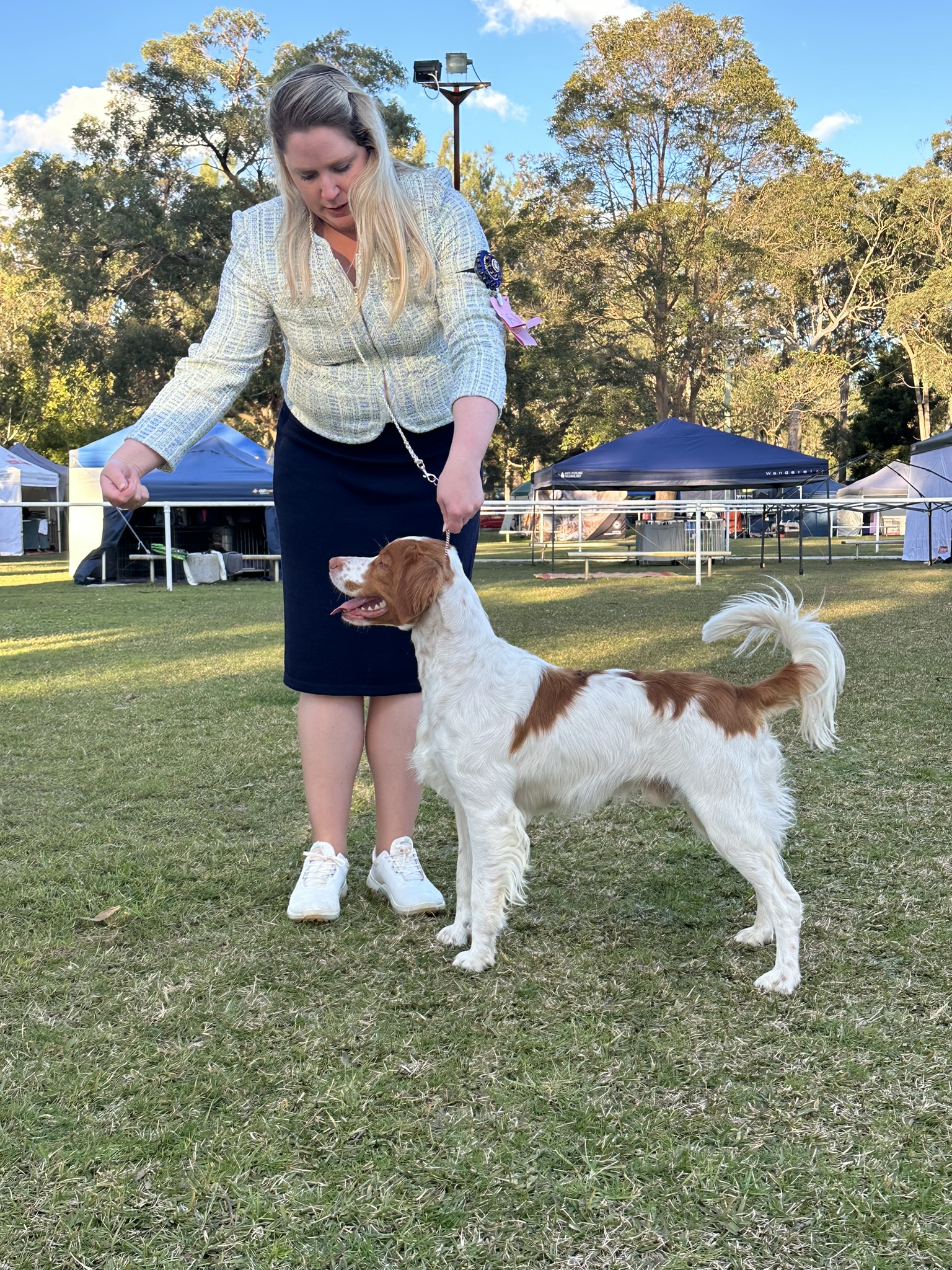 Max, an orange and white Brittany.